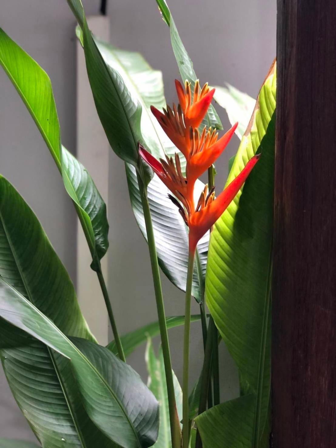 Khammon Lanna Resort Chiang Mai Eksteriør billede